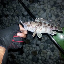 岡田浦漁港隣のサーフでプラグただ巻きお手軽メバリング