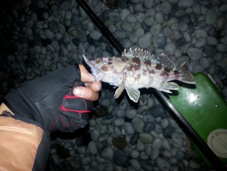 岡田浦漁港隣のサーフでプラグただ巻きお手軽メバリング