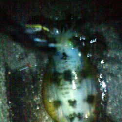 今年初アオリ★ねばってねばって粘りました!