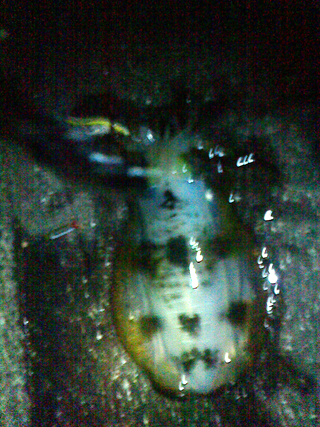 今年初アオリ★ねばってねばって粘りました!