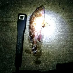 舞子漁港にて夜の初釣り