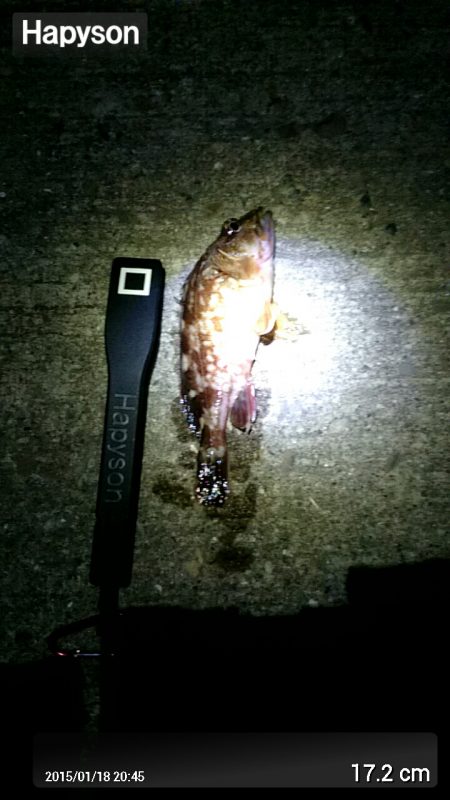 舞子漁港にて夜の初釣り