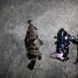 今宵もチヌを 求めて！