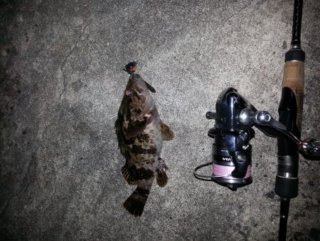 今宵もチヌを 求めて！