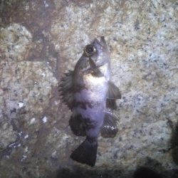 メバリングにて