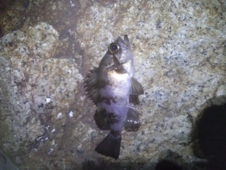 メバリングにて