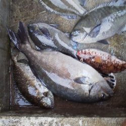 グレは不発・・・でもイズスミ・・・