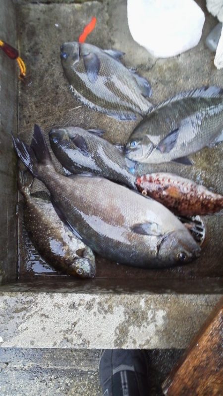 グレは不発・・・でもイズスミ・・・