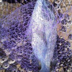 グレ6匹・・・・・チヌ一匹・・・・