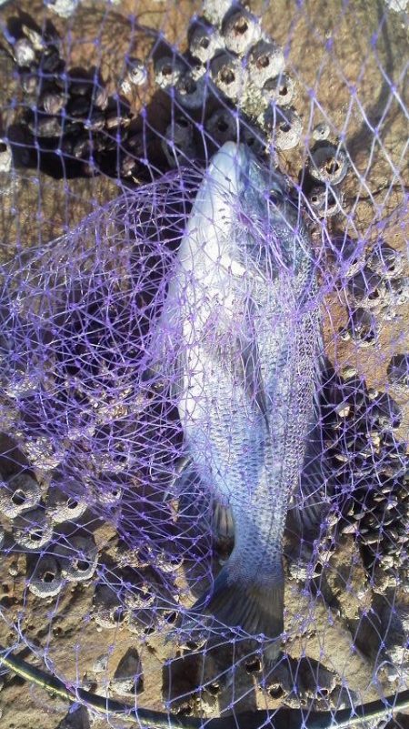 グレ6匹・・・・・チヌ一匹・・・・