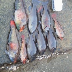 グレ5匹・・・・・イガミ4匹・・・・