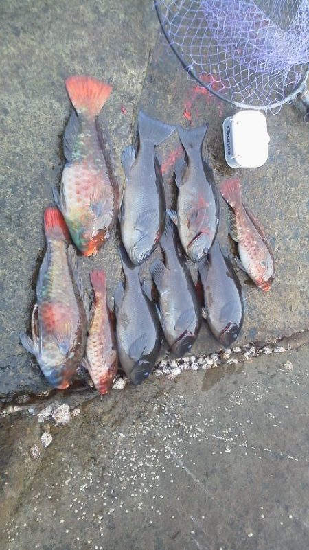 グレ5匹・・・・・イガミ4匹・・・・