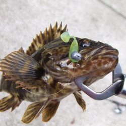 南芦屋浜、ジグヘッドリグで良型タケノコメバル