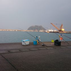 香住東港へ今年初の日本海遠征釣果　投げサビキでアジ狙い