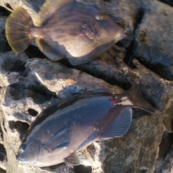 太地港　渡船利用のフカセも厳しい釣りでした。