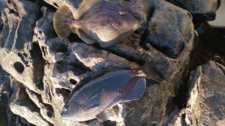 太地港　渡船利用のフカセも厳しい釣りでした…