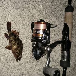 メバリングのはずかガシラ ばっかり