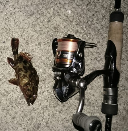 メバリングのはずかガシラ ばっかり