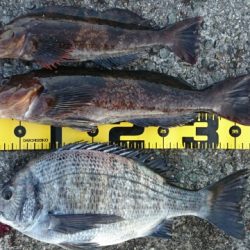 1/24(土)垂水一文字釣果