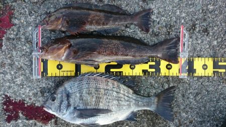 1/24(土)垂水一文字釣果