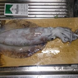 今年初エギング！