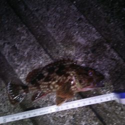 ライトゲームで5目釣り