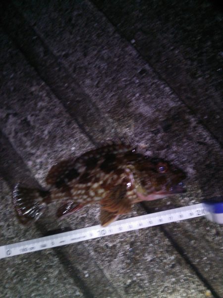 ライトゲームで5目釣り