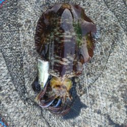 串本港ヤエンでアオリイカ3杯