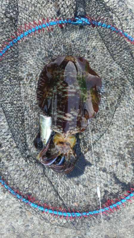 串本港ヤエンでアオリイカ3杯