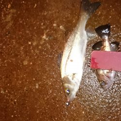 アジング釣行でアジ不発も親子で楽しめました☆