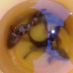 なんとかメバル！