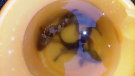 なんとかメバル！