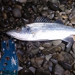 今年はヒラスズキはお留守です。