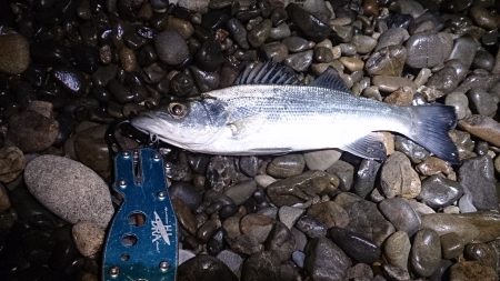 今年はヒラスズキはお留守です。