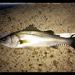 エビ撒き釣り2015開幕！