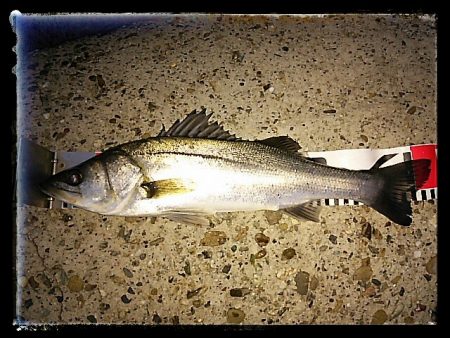 エビ撒き釣り2015開幕！