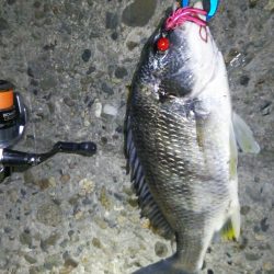 高砂で初釣り♪短時間でキビレ2枚