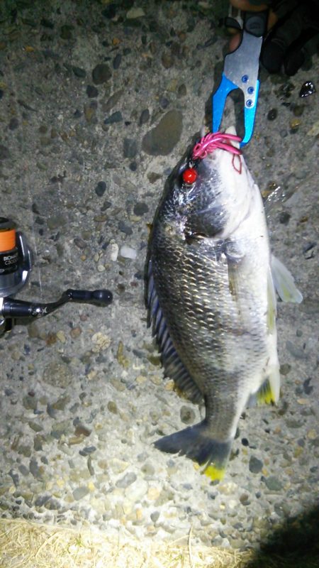 高砂で初釣り♪短時間でキビレ2枚