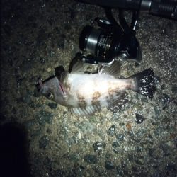 大蔵海岸　夜のメバル狙いでやっと20up