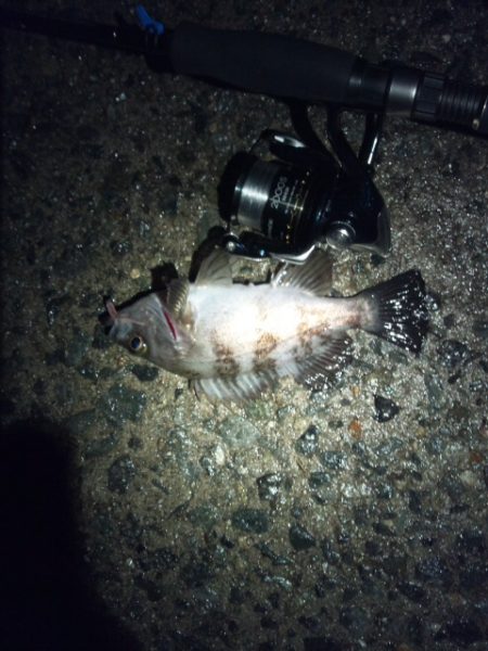 大蔵海岸　夜のメバル狙いでやっと20up