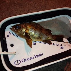 ライトワインドで！