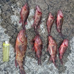 癒しのガシリング