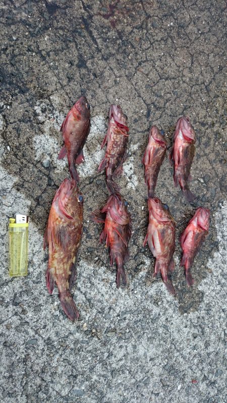 癒しのガシリング