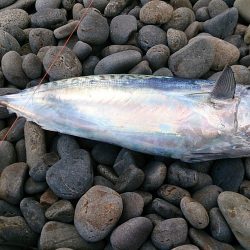 煙樹ヶ浜で初つり　なんとか1匹！