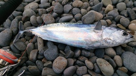 煙樹ヶ浜で初つり　なんとか1匹！