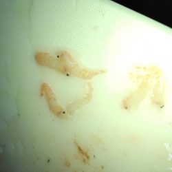 ボトムワインドやっと反応