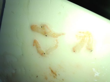 ボトムワインドやっと反応