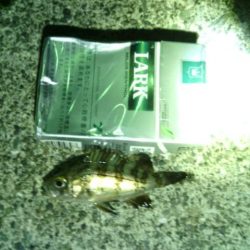 箱作　壁際メバリングも最小記録メバル