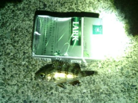 箱作　壁際メバリングも最小記録メバル