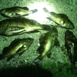 ランガンしました。